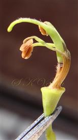  Pistil and Stamens
